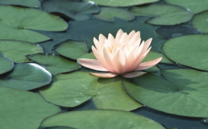 A light pink water lily surrounded by green lily pads
