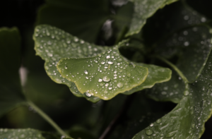 Close up of a green leaf covered in morning dew