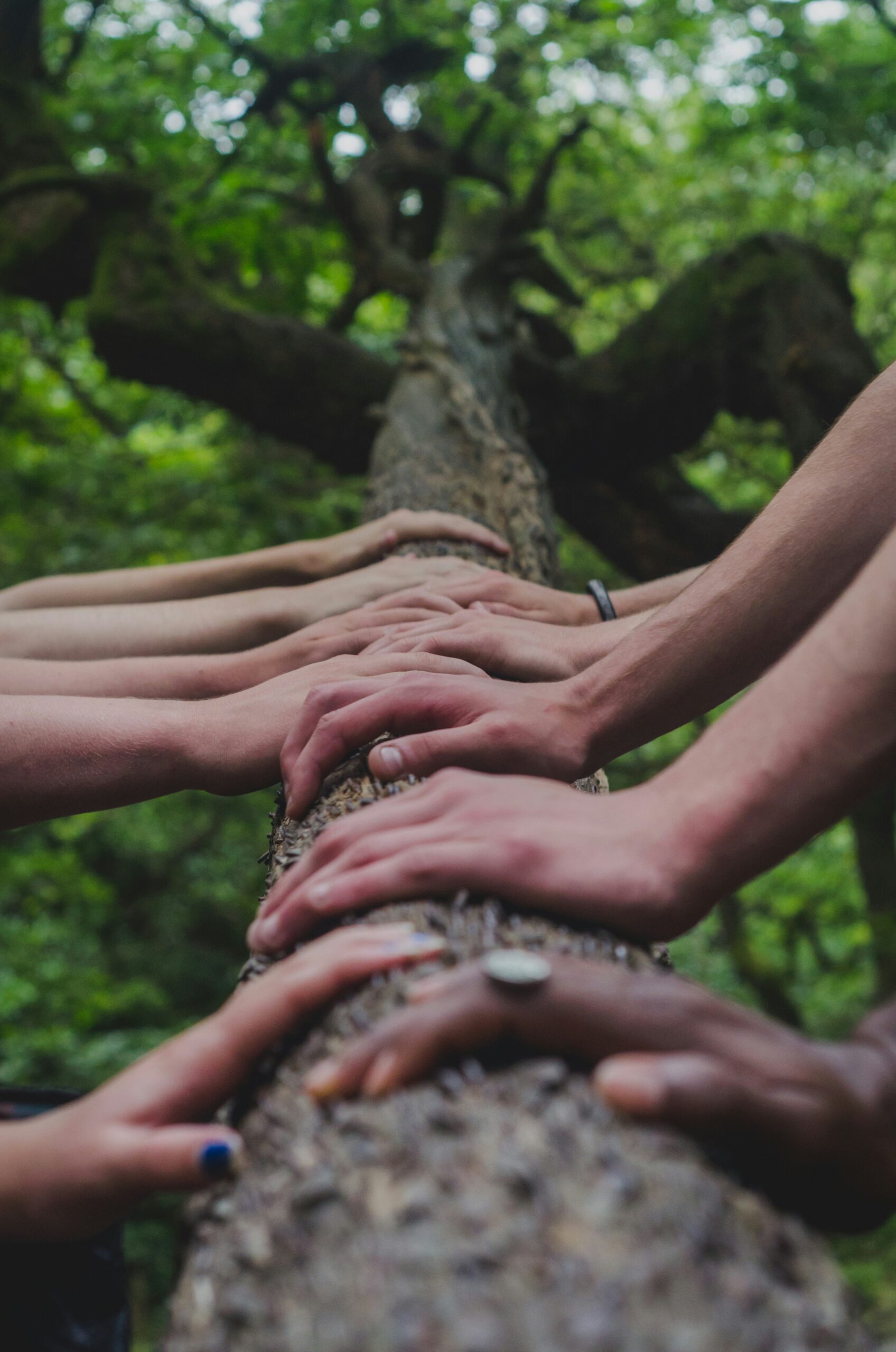 Nine different hands resting in solidarity on top of a log in the forest